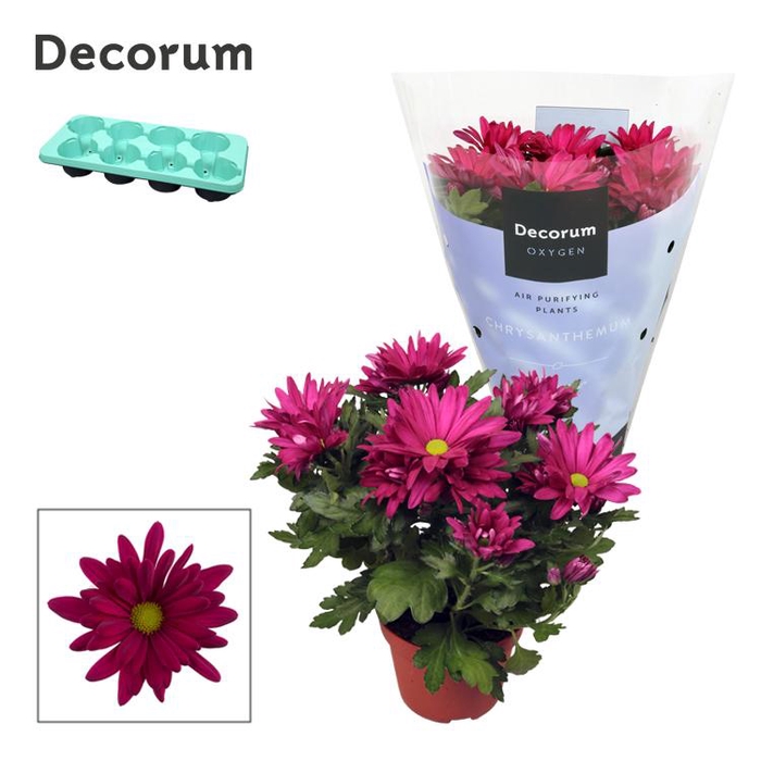 <h4>Chrysanne® Margarita Purple</h4>
