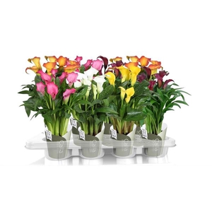 Zantedeschia gemengd SoHappyCalla mix met groene potcover