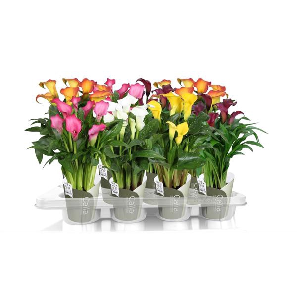 <h4>Zantedeschia gemengd SoHappyCalla mix met groene potcover</h4>