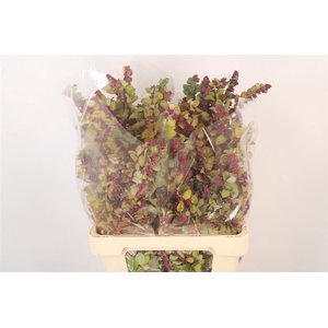 Sympho Mini Purple Per Bunch