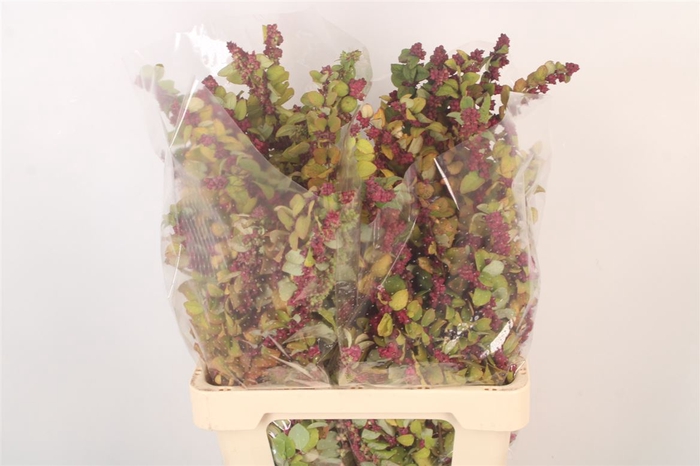 <h4>Sympho Mini Purple Per Bunch</h4>