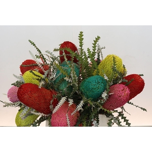 Banksia Spec. Mixed Colours