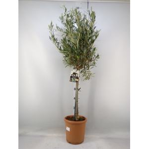 Olea europaea
