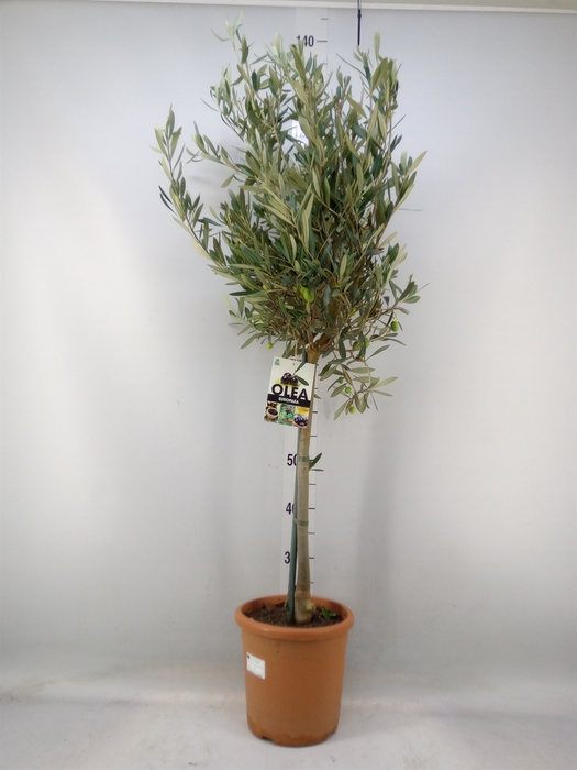 <h4>Olea europaea</h4>