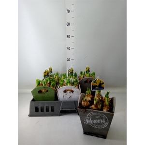 Arr.  Narcissus Tete Tete L%