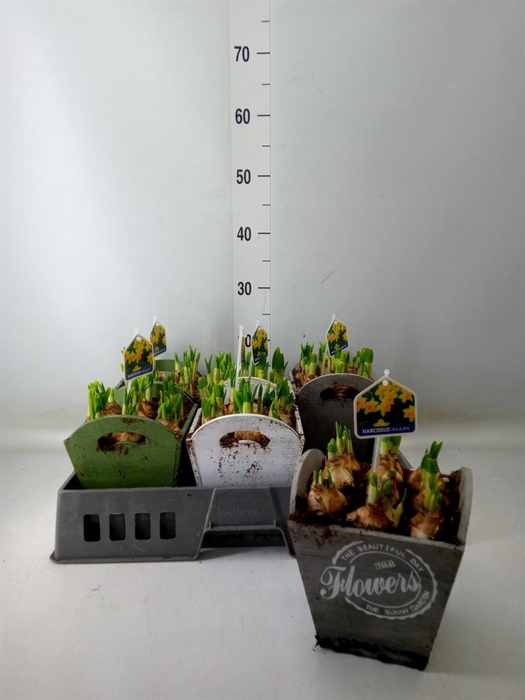 <h4>Arr.  Narcissus Tete Tete L%</h4>