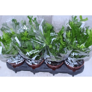 ASPLENIUM CRISSIE P14