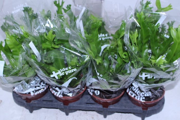ASPLENIUM CRISSIE P14
