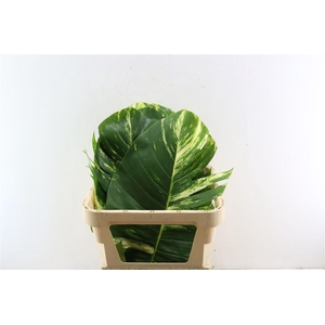 Scindapsus Aureus Leaf Xl
