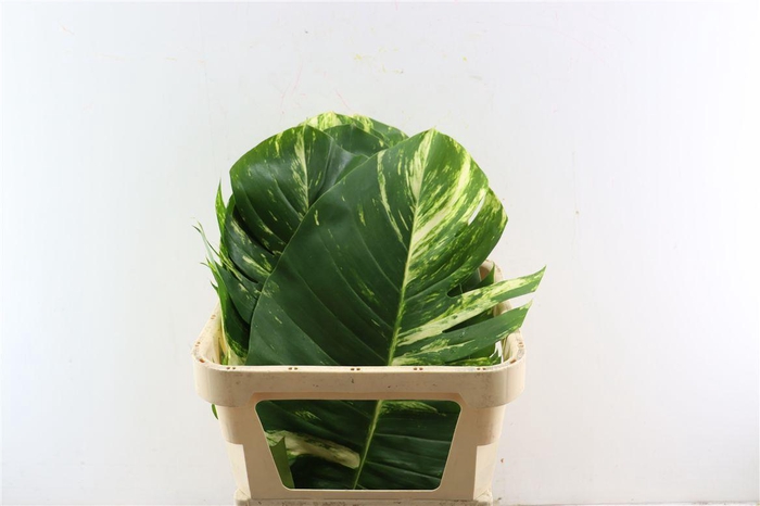 <h4>Scindapsus Aureus Leaf Xl</h4>