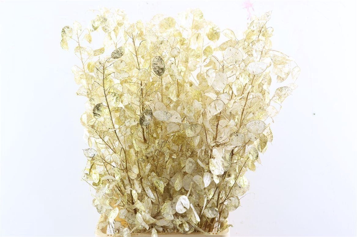 <h4>Dried Lunaria Gold Glitter</h4>