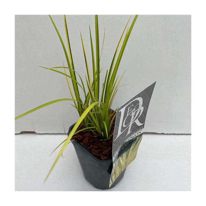 <h4>Acorus Ogon</h4>