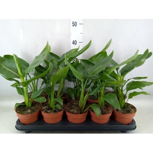 Strelitzia reg.   ...no flowers