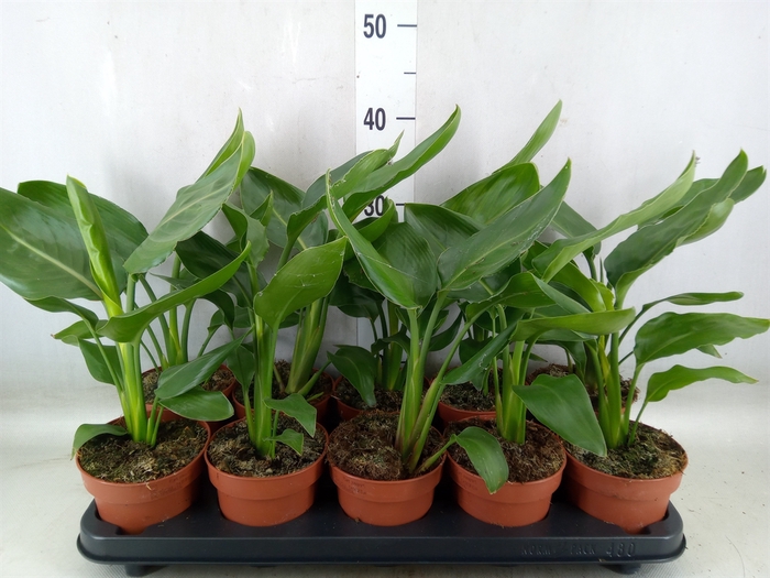 <h4>Strelitzia reg.   ...no flowers</h4>