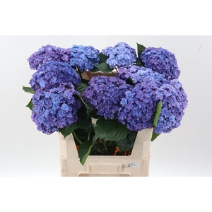 Hydr M Roy Anasta Rs