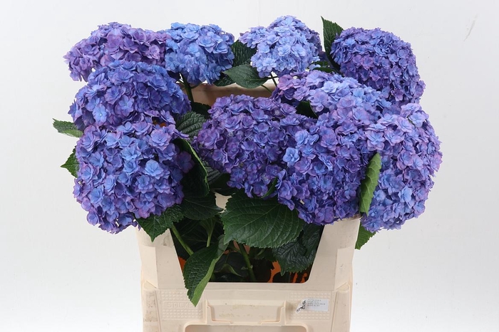 <h4>Hydr M Roy Anasta Rs</h4>