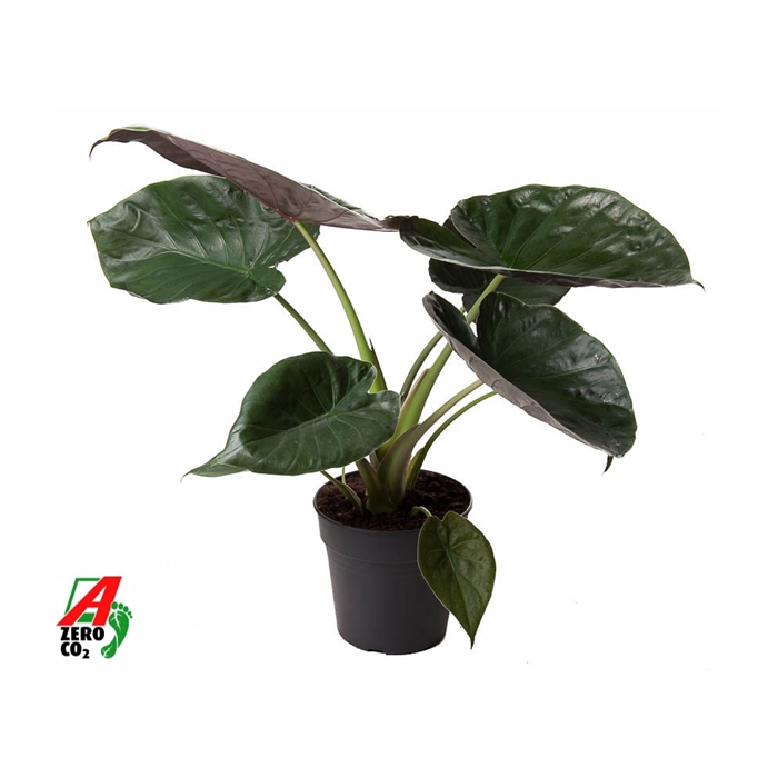 <h4>Alocasia Wentii (NO GAP)</h4>