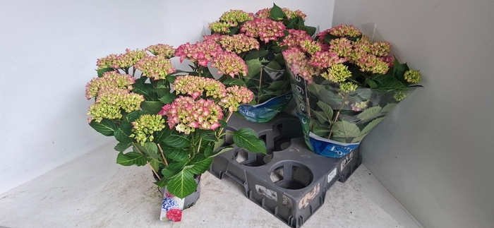 <h4>HYDR M BLAUER ZWERG</h4>