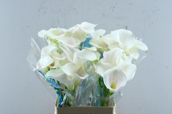 <h4>Zant Ventura (wit)60cm</h4>