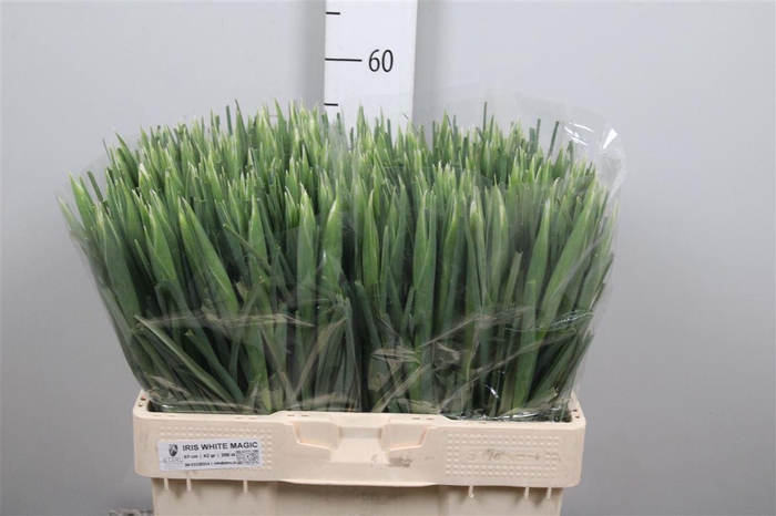 <h4>Iris White Magic</h4>