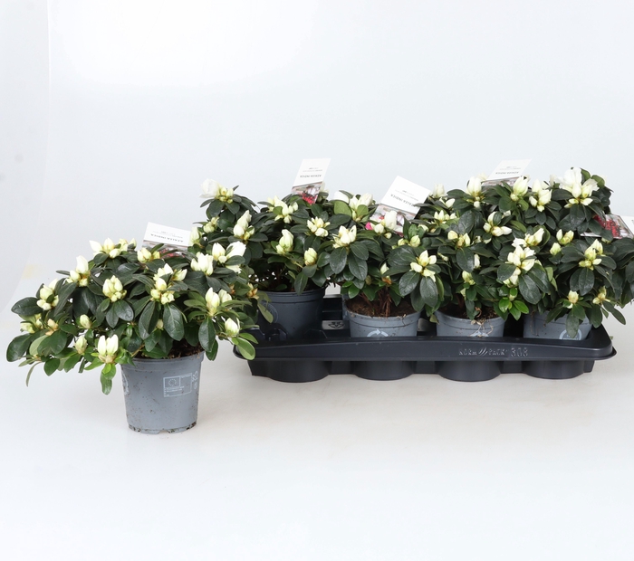 <h4>RHODO SI POLARSTERN</h4>