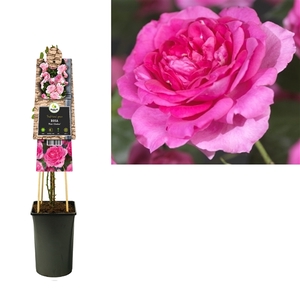 Rosa 'Pink Climber' +3.0 label