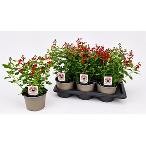 SALVIA GR MIRAG GEM