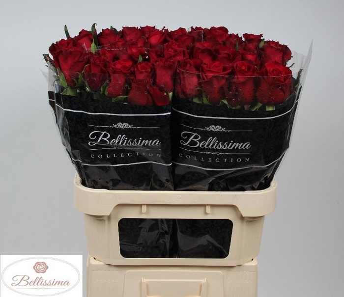 <h4>R GR EVER RED</h4>