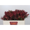 Leucadendron Fireglow Spray