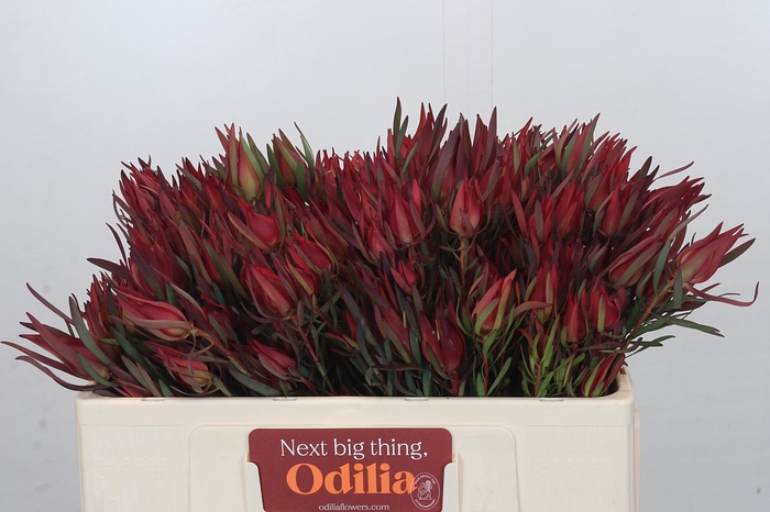 Leucadendron Fireglow Spray