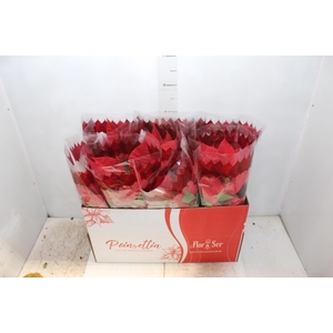 POINSETTIA P14 VERMELHO