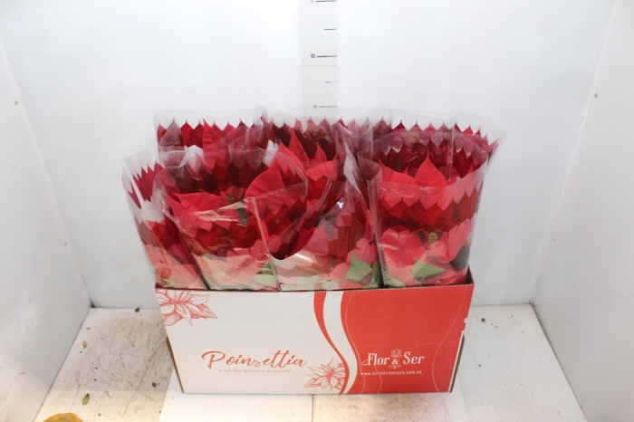 <h4>POINSETTIA P14 VERMELHO</h4>