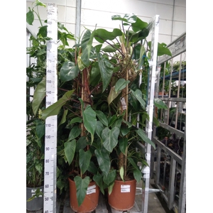 Philodendron  'Red Emerald'