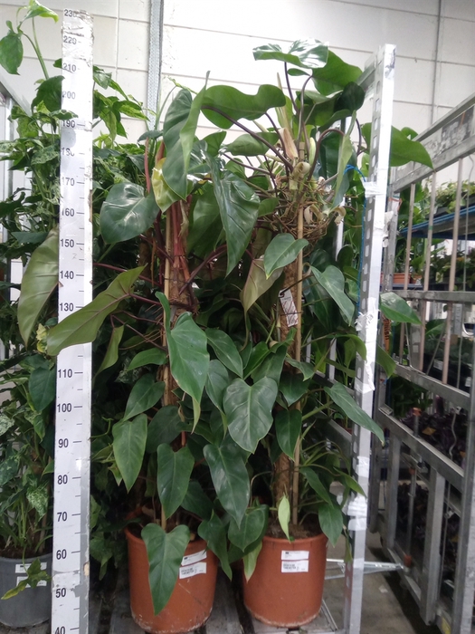 <h4>Philodendron  'Red Emerald'</h4>