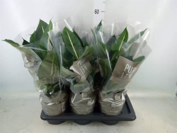 <h4>Dieffenbachia  'Green Magic'</h4>