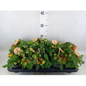 Solanum lycopersicum   ...