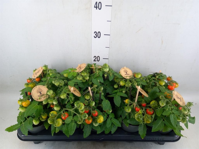 <h4>Solanum lycopersicum   ...</h4>