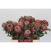 Banksia Coccinea