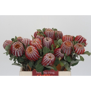 Banksia Coccinea