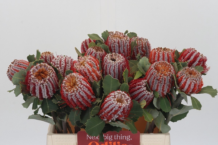 <h4>Banksia Coccinea</h4>