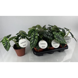 Alocasia Dragon Scale 12Ø 25cm 1pp