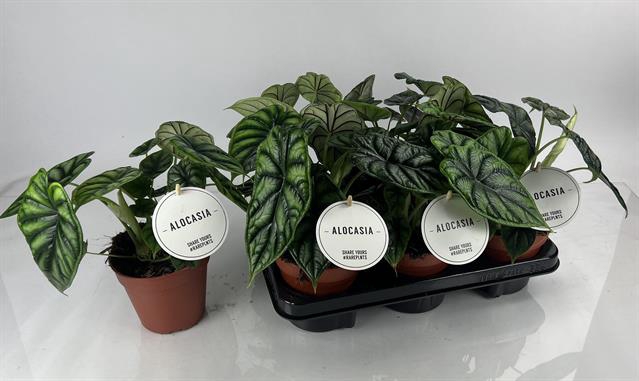 Alocasia Dragon Scale 12Ø 25cm