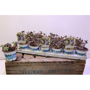 arr8 Anem Bl Blue Shades