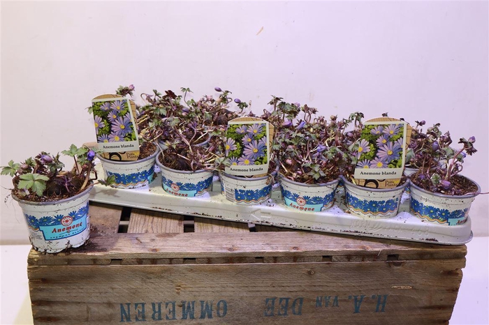 <h4>arr8 Anem Bl Blue Shades</h4>