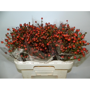ROSA RED FRUITILIA