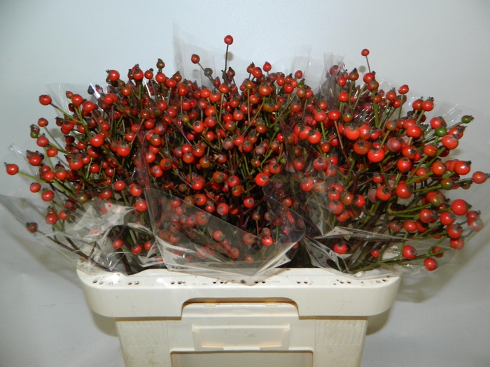 <h4>ROSA RED FRUITILIA</h4>