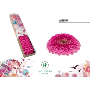 Germini Pomponi Janou Doos