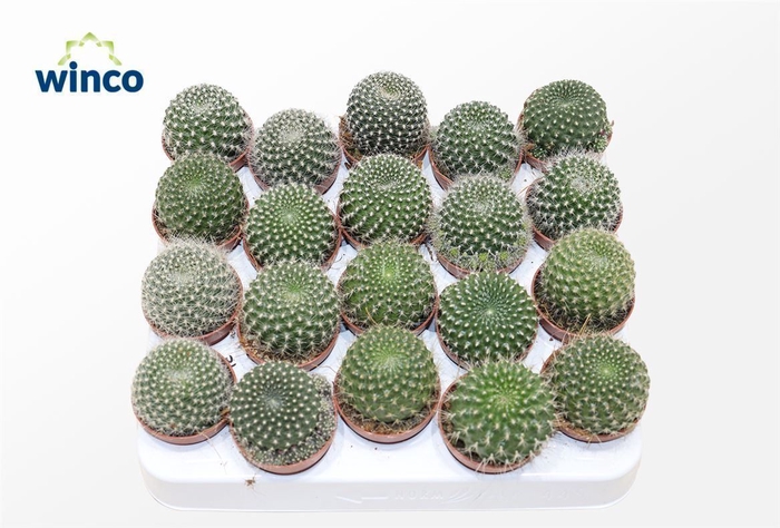 <h4>Rebutia Muscula</h4>