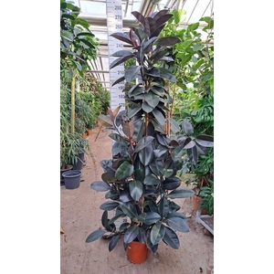 Ficus elastica 'Abidjan'