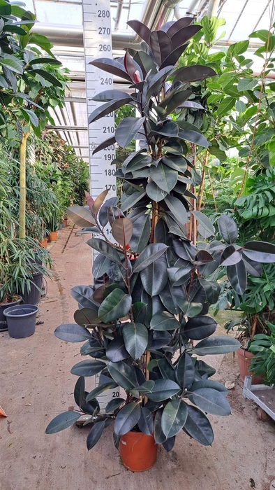 <h4>Ficus elastica 'Abidjan'</h4>
